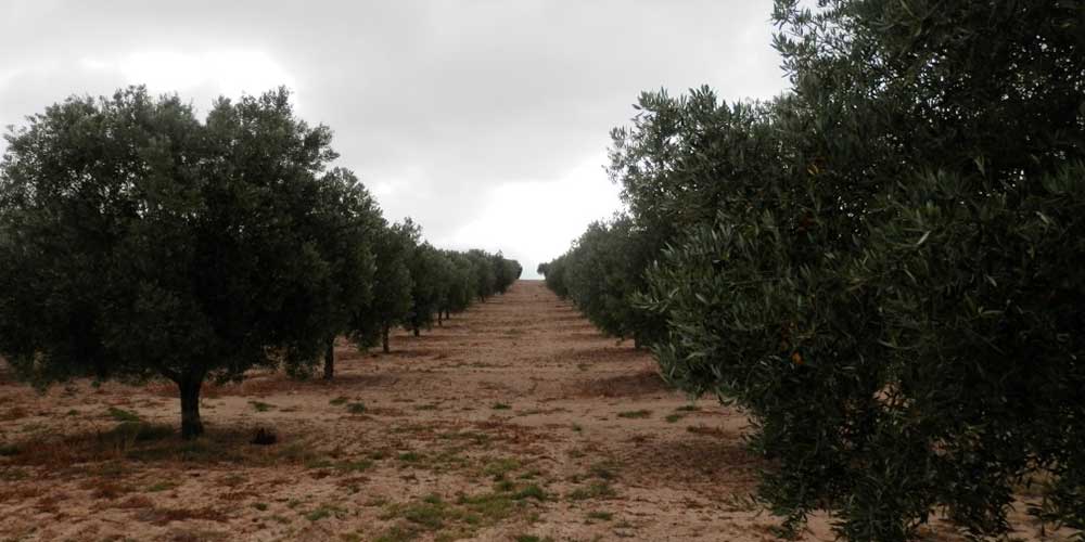 finca-general-olis finca-general-olis