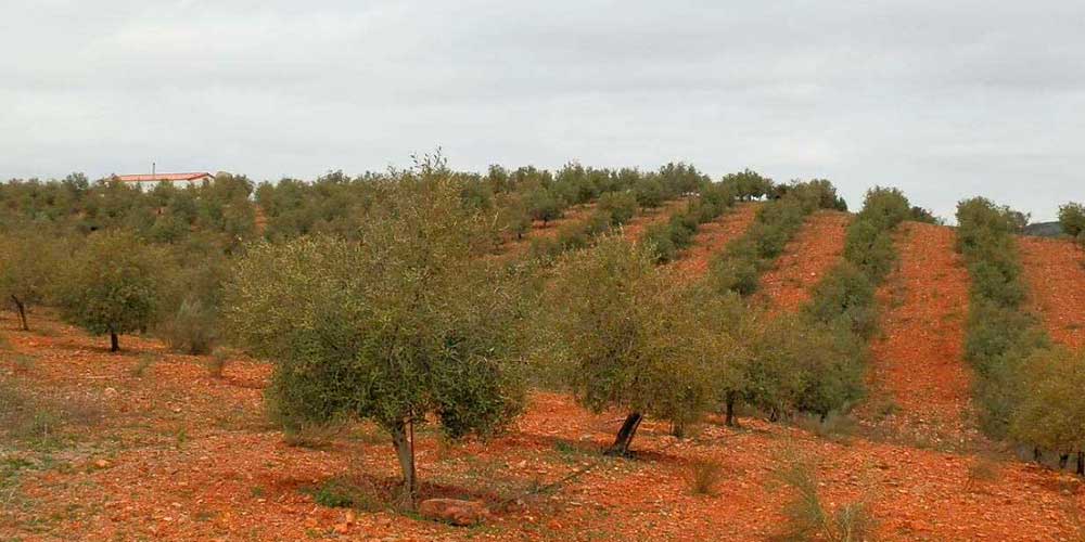 finca-generalolis finca-generalolis