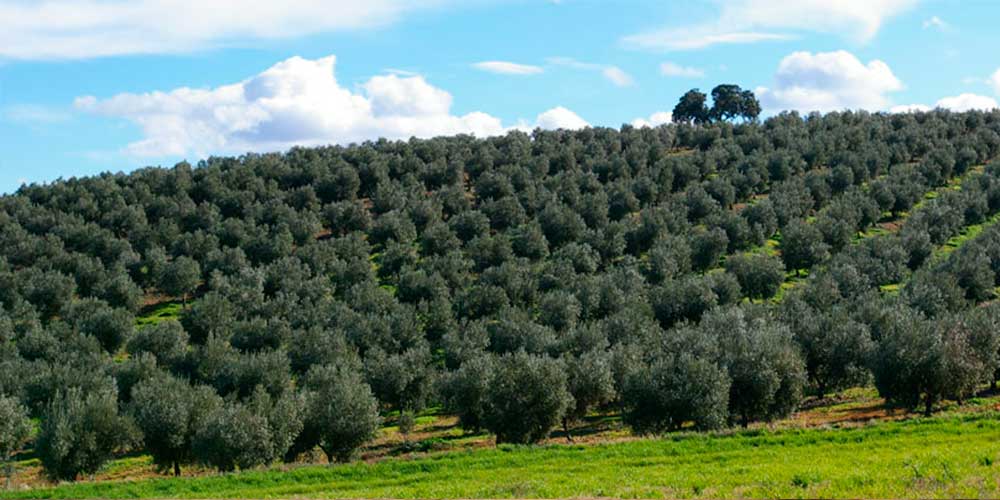 finca-la-pontezuela finca-la-pontezuela