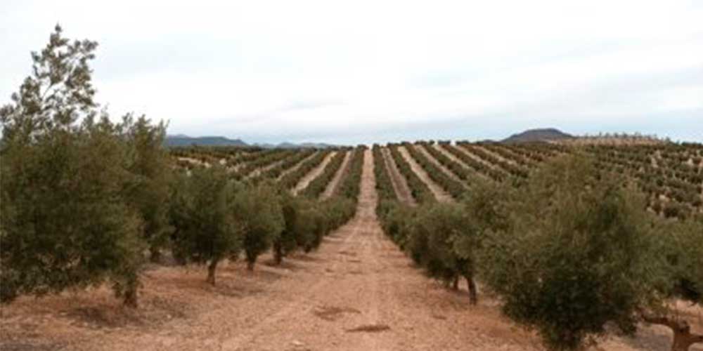 finca-olivar finca-olivar