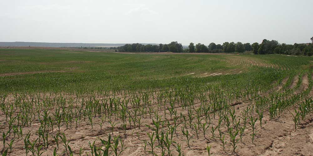 fincas-general-olis fincas-general-olis