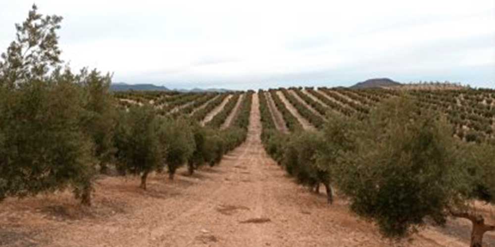 fincas-generalolis fincas-generalolis