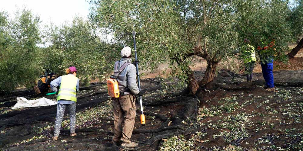 recoleccion- recolección