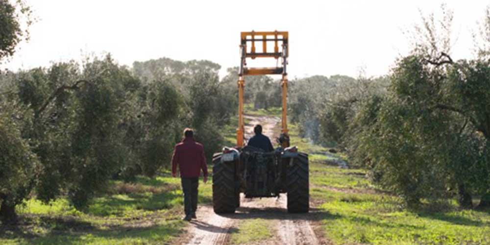 recoleccion- recolección