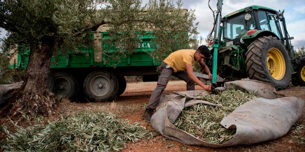 recolección recolección