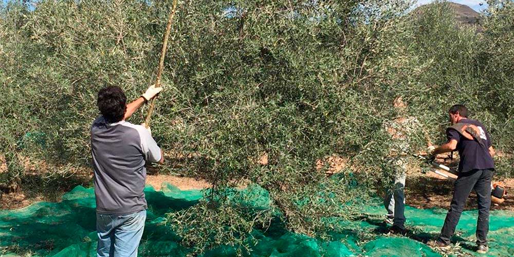 recolección recolección